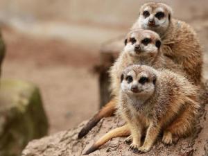 10 Days, 9 Nights Amboseli, Lake Naivasha, Hell's Gate, Lake Nakuru, Maasai Mara Package