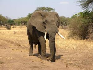 3 Days, 2 Nights Tsavo West National Park