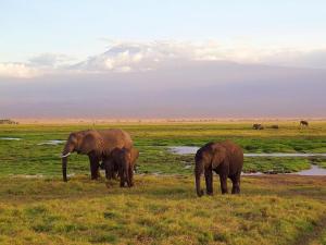 6 Days, 5 Nights Amboseli, Lake Naivasha, Hell's Gate, Lake Nakuru, Maasai Mara Package