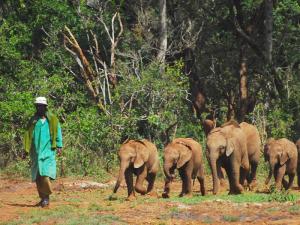 1 Day NAIROBI NATIONAL PARK,DAPHNE SHELDRICK & GIRAFFE CENTRE